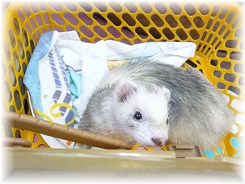 栗(まろん)さん♪