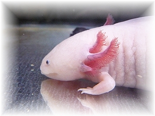 うーぱーさん♪♪