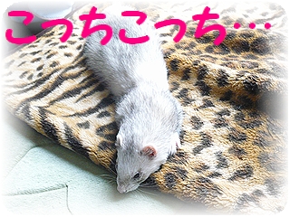 栗(まろん)さん♪