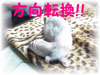 栗(まろん)さん♪