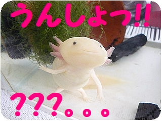 うーぱーさん♪♪