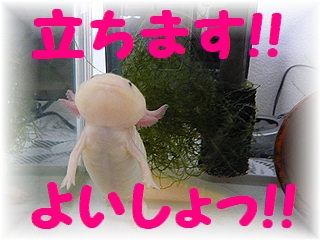 うーぱーさん♪♪