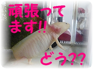 うーぱーさん♪♪