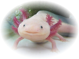 うーぱーさん♪♪