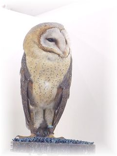 メンフクロウさん☆