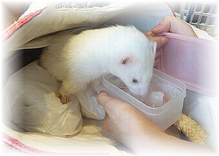 ジョアンちゃん☆