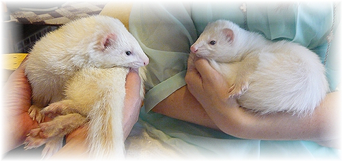 どっちでショー☆☆☆