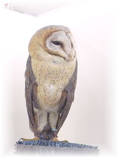 メンフクロウさん☆