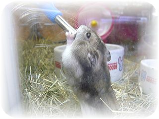 ハムスター☆