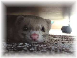 甜瓜(めろん)たん