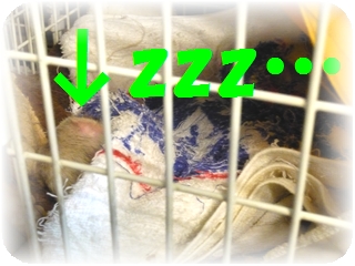 栗(まろん)さん☆