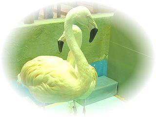フラミンゴ☆