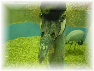 カンムリヅルさん!!