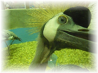 カンムリヅルさん!!