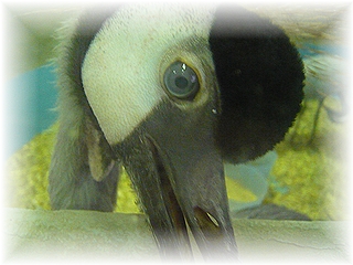 カンムリヅルさん!!