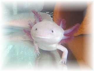 うーぱーさん♪