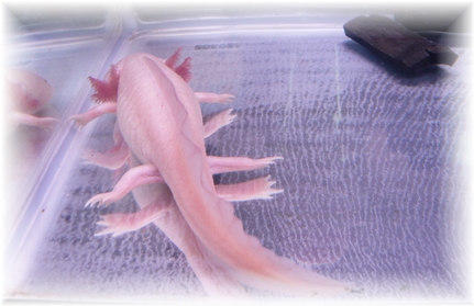 うーぱーさん♪♪