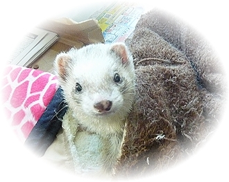 栗(まろん)さん♪