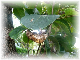 蝉の抜け殻です☆