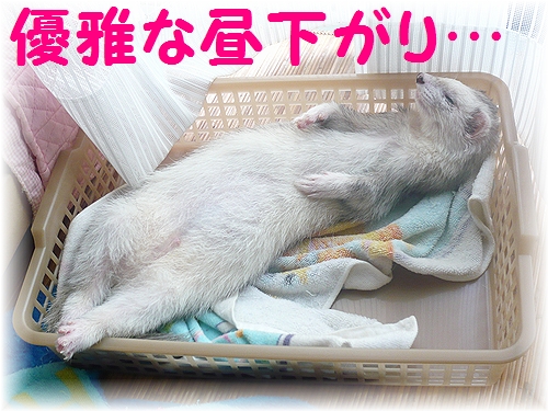 栗(まろん)さん♪