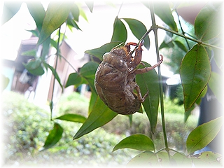 蝉の抜け殻です☆