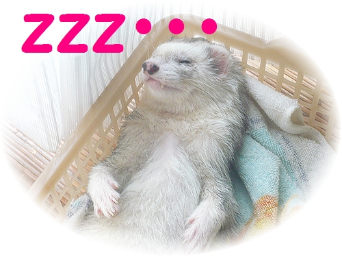 栗(まろん)さん♪