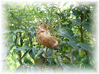 蝉の抜け殻です☆