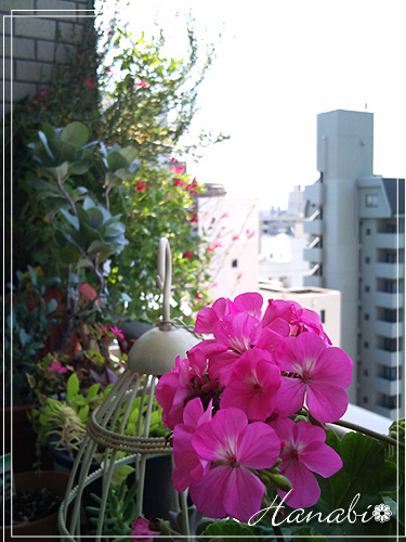 20100724ゼラニウム