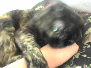 ぽりんがぶがぶ！！