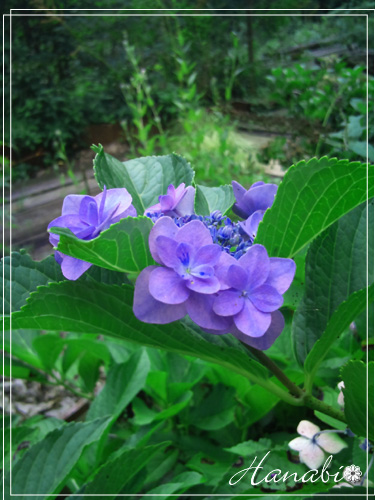 20100814あじさい
