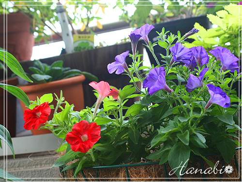 20110617ペチュニア.jpg