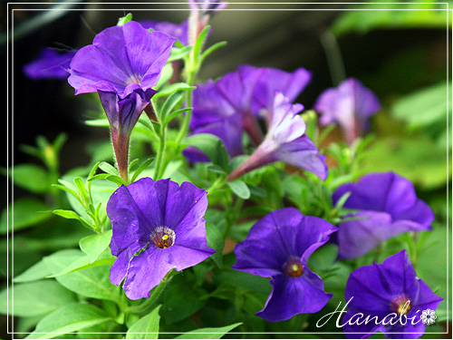 20110617ペチュニア青紫.jpg