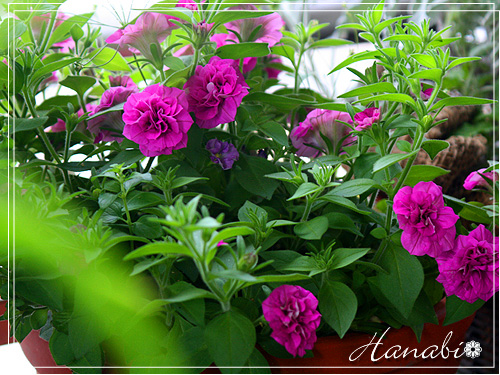 20110617ペチュニア八重01.jpg