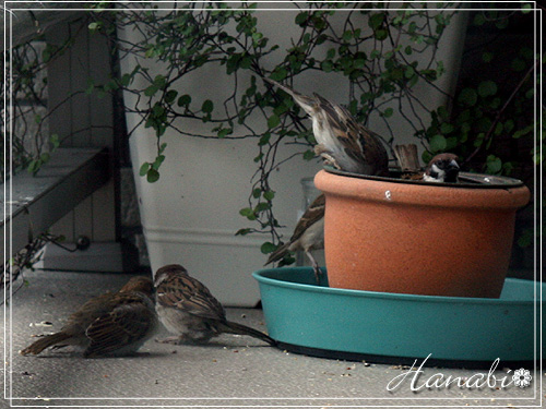 20110602すずめ雛2.jpg