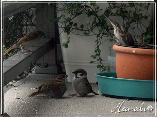 20110602すずめ雛3.jpg