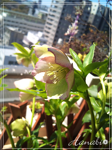 20110404クリロー03.jpg