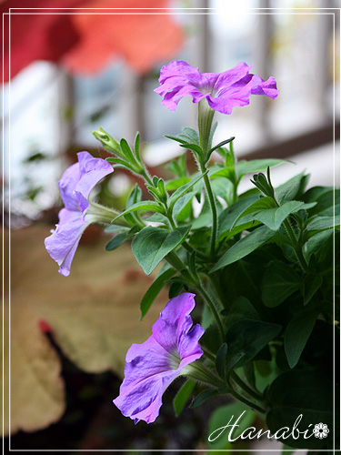 20110607ペチュニアup.jpg