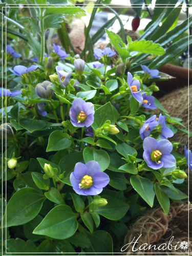 20100824青い花.jpg