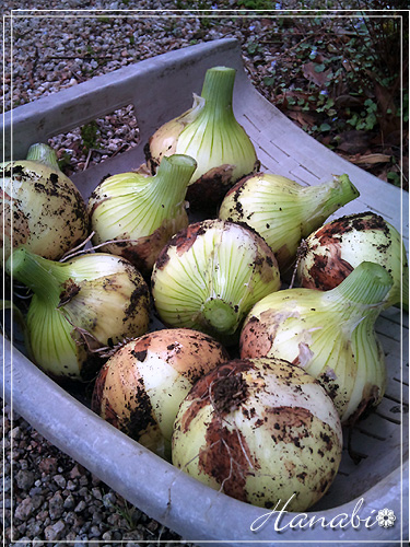 20110501タマネギ.jpg