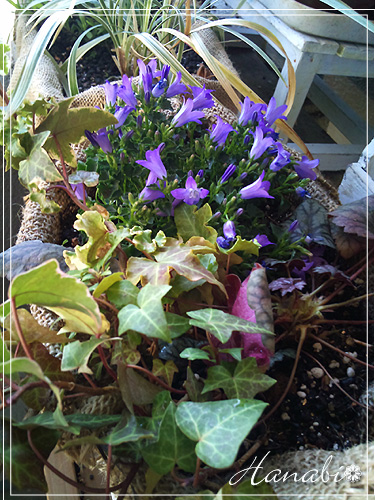 20110331紫寄せ植え.jpg