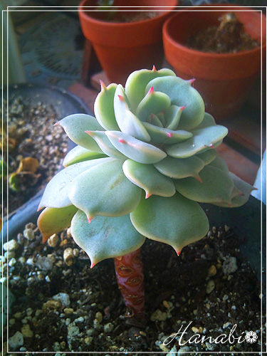 20110227多肉ローラ.jpg