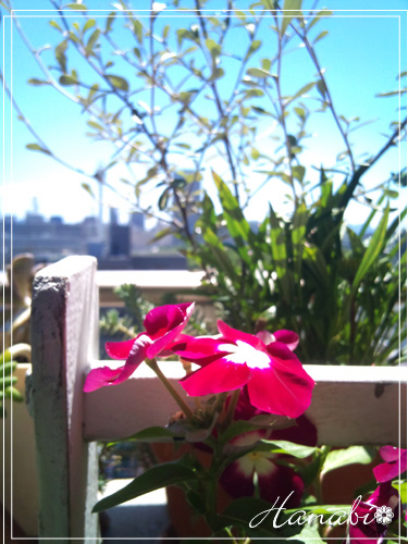 20100806ニチニチソウ赤