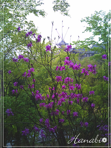 100422清水の山ツツジ