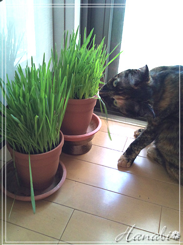 20100828猫の草.jpg