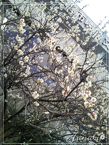 20110309図書館2.jpg