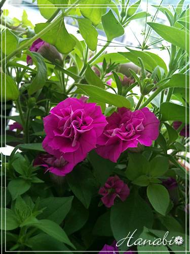 20110614ペチュニア八重.jpg