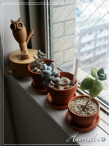 20110607窓辺の多肉.jpg
