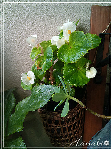 20101005白いベゴニア.jpg