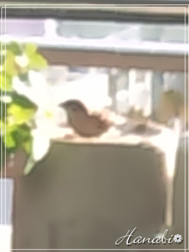 20100130すずめ.jpg