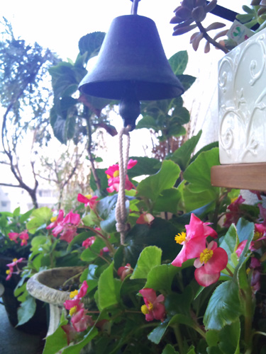 20100805ベゴニアとベル